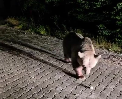 Uludağ Sarıalan'da iri c&uuml;sseli ayı