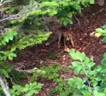 Uludağ Yolu&rsquo;nda a&ccedil; kalan yavru tilkiyi beslediler