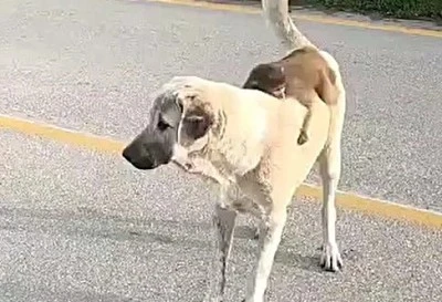 Uludağ Yolu'nda sokak k&ouml;peği ile maymunun şaşırtan dostluğu!