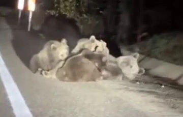 Uludağ yolunda yavrularını emziren anne ayı g&ouml;r&uuml;nt&uuml;lendi 