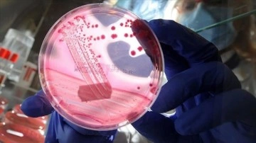 Uluslararası yumurtalık kanseri uygulaması "Olivia" T&uuml;rk&ccedil;e de hizmet verecek