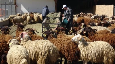 &Uuml;niversitede yetiştirilen kurbanlıklar satışa sunuldu 