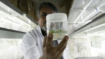 &Uuml;niversitenin biyoteknoloji laboratuvarından tohumculuğa bilgi ve istihdam desteği