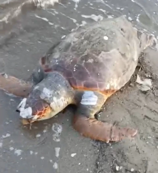 Urla&rsquo;da sahilde &ouml;l&uuml; deniz kaplumbağası bulundu
