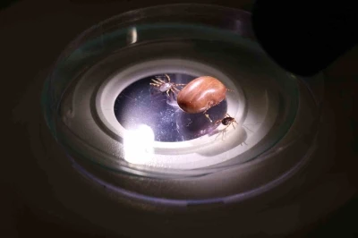 Uzmanı uyardı: "Hayvanların &uuml;zerindeki keneler elle koparılmamalı"
