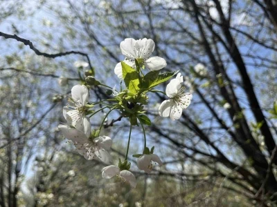 Uzmanı uyardı: "Sabah saatlerinde camları a&ccedil;mayın"
