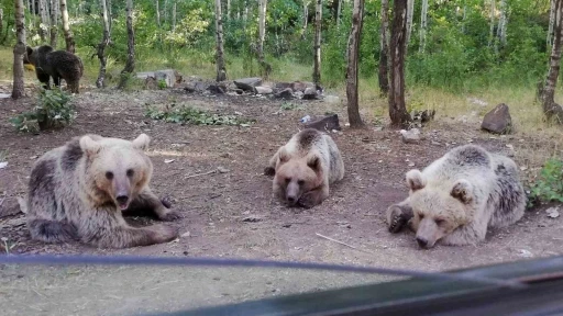 Uzmanlardan uyarı: Nemrut Krater G&ouml;l&uuml;&rsquo;nde ayıları beslemek hayati tehlike oluşturuyor
