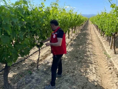 &Uuml;z&uuml;m bağlarında hasat &ouml;ncesi pestisit denetimi başladı
