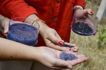 &Uuml;z&uuml;m bağlarının kuraklığa karşı direncini artıracak malzeme &uuml;rettiler
