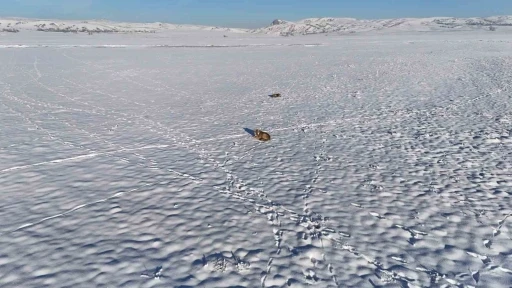 Vahşi kurtları besleyen Sivaslı o anları b&ouml;yle g&ouml;r&uuml;nt&uuml;ledi
