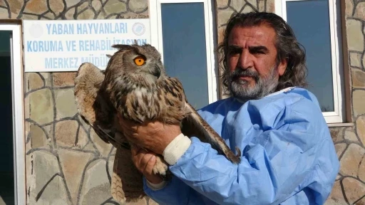 Van&rsquo;da 2024 yılında 500 yaban hayvanı tedavi edildi
