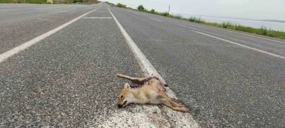 Van&rsquo;da ara&ccedil;ların &ccedil;arptığı iki tilki telef oldu
