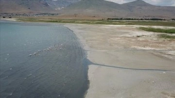 Van G&ouml;l&uuml; havzası bir&ccedil;ok kuş t&uuml;r&uuml;ne ev sahipliği yapıyor