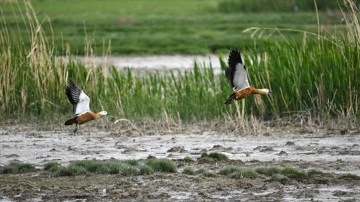 Van G&ouml;l&uuml; Havzası'nda g&ouml;&ccedil;men kuş hareketliliği arttı