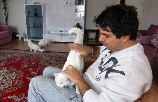 Van kedilerinin neslini kurtarmak i&ccedil;in evinin kapılarını a&ccedil;tı
