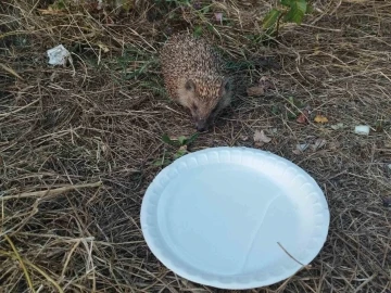 Varto&rsquo;da bitkin d&uuml;şen kirpi etle beslendi
