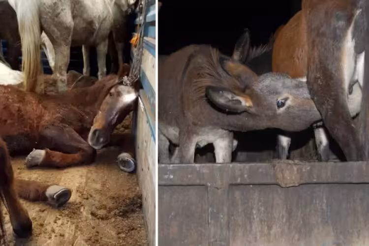 Vatandaşa at ve eşek eti yedirilen ilde ekipler teyakkuza ge&ccedil;ti