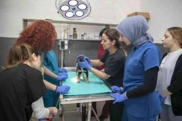 Veteriner sağlık teknikerliği &ouml;ğrencileri hayvan bakımevinde staj g&ouml;r&uuml;yor
