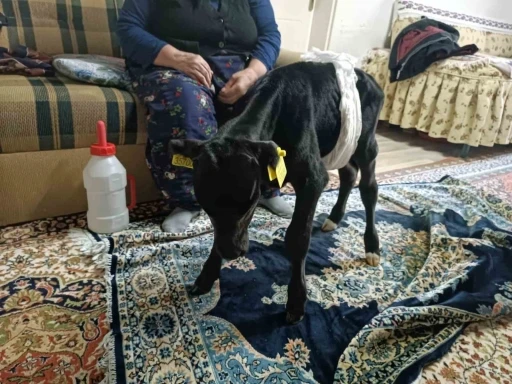 Veterinerin "&ouml;l&uuml;r" dediği buzağıya g&ouml;z&uuml; gibi bakıyor
