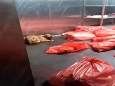 Vicdansızlık: Barınakta bulunan &ccedil;ok sayıda k&ouml;pek &ouml;ld&uuml;r&uuml;l&uuml;p &ccedil;&ouml;p poşetlerine konuldu