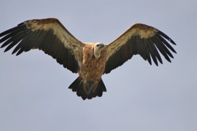 WWF-T&uuml;rkiye&rsquo;den &Ccedil;ağrı: Akbabalar Varsa Denge Var