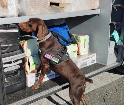 X-Ray kontrol&uuml; sırasında, beyan edilmemiş 351 bin 620 euro dedekt&ouml;r k&ouml;pekten ka&ccedil;amadı
