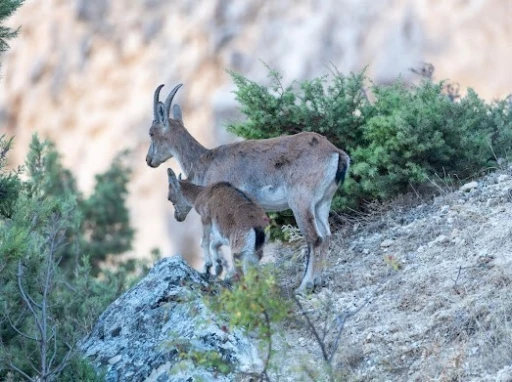Yaban ke&ccedil;ileri Munzur dağlarına g&uuml;zellik katıyor
