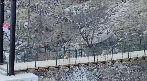 Yaban ke&ccedil;ilerinin asma k&ouml;pr&uuml; &uuml;zerindeki sevimli halleri kameraya yansıdı
