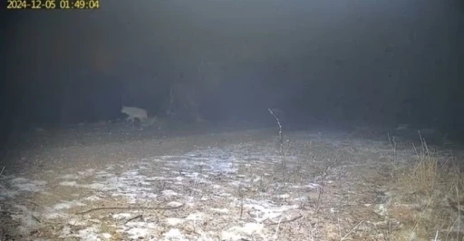 Yabani hayvanların zorlu kış şartlarındaki yaşam m&uuml;cadelesi kamerada
