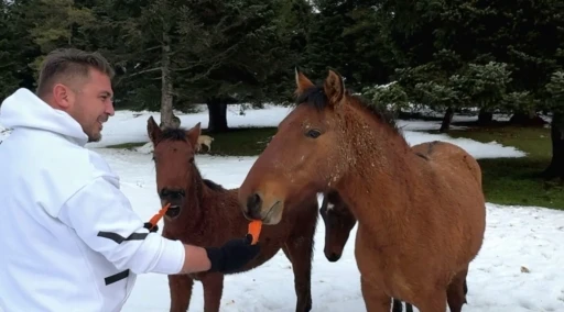 Yabani yılkı atlarını eliyle verdiği havu&ccedil;larla besledi