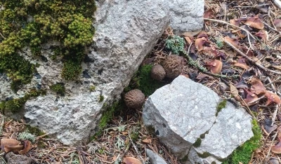 Yağışlar kuzug&ouml;beği mantarı tutkunlarını da sevindirdi
