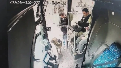 Yağmurdan ka&ccedil;an k&ouml;pek &ccedil;areyi otob&uuml;se sığınmakta buldu

