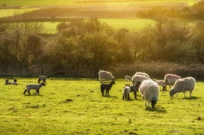 Tarımsal destekleme &ouml;demeleri &ouml;deniyor