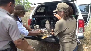 Yalova&rsquo;da 3 pe&ccedil;eli yavru baykuş doğaya salındı
