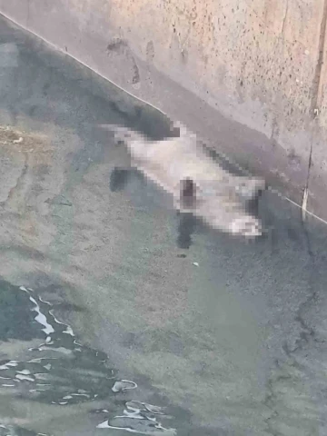 Yalova&rsquo;da aynı g&uuml;nde 2&rsquo;inci kez kıyıya &ouml;l&uuml; su samuru vurdu
