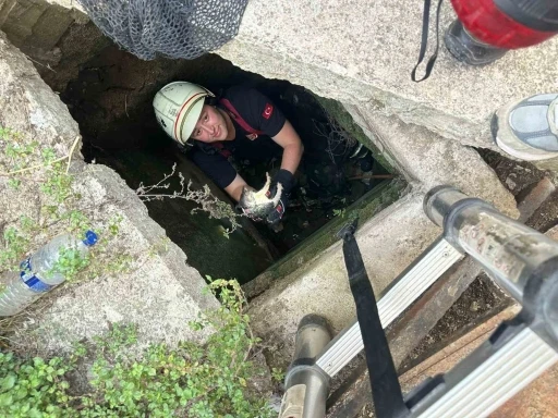 Yalova&rsquo;da itfaiyeden kirpi ve kedi kurtarma operasyonları
