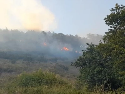 Yalova&rsquo;da orman yangını