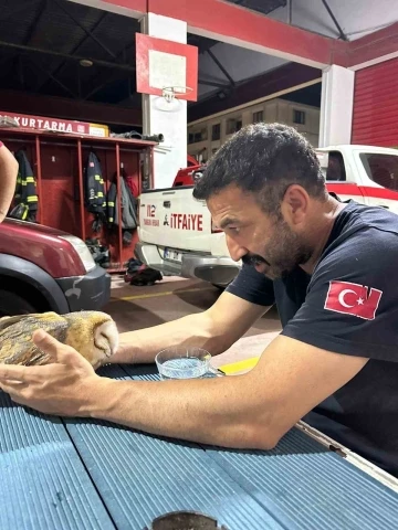 Yalova&rsquo;da yaralı baykuş apartman dairesine girdi
