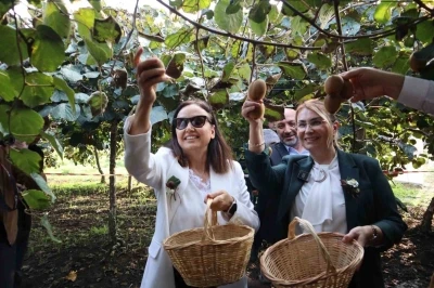 Yalova&rsquo;nın coğrafi işaretli meyvesi kivide hasat sevinci