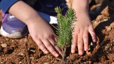 Yanan Bursa ormanları i&ccedil;in YASAV'dan 50 bin fidan