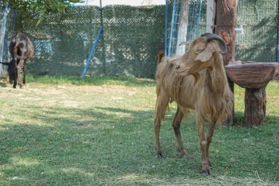 Yangın mağduru can dostlarımız Bursa'da tedaviye alındı