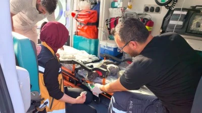 Yangında duygulandıran kurtarma: Anne kedi ve 2 yavrusu hayata d&ouml;nd&uuml;r&uuml;ld&uuml;