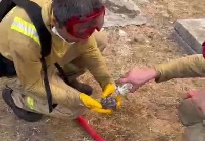 Yangından kurtarılan yaralı kirpiye orman iş&ccedil;ileri su i&ccedil;irdi