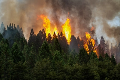 Yangınlarla M&uuml;cadelede 25 Bin Kişilik İnsan G&uuml;c&uuml; Kullanılıyor