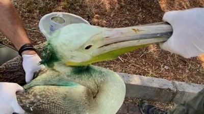 Yaralı ak pelikan 5 aylık tedaviden sonra doğaya salındı