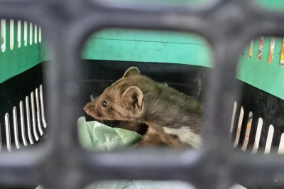 Yaralı Gelincik Tedavi Altına Alındı