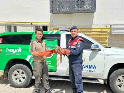 Yaralı halde bulunan Kızıl Şahin koruma altına alındı
