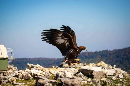 Yaralı kaya kartalı tedavisinin ardından &ouml;zg&uuml;rl&uuml;ğe kanat &ccedil;ırptı
