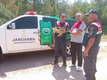 Yaralı kılı&ccedil; kanat şahine jandarmadan şefkat eli