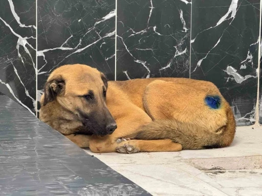 Yaralı k&ouml;pek, b&uuml;y&uuml;kşehir ile yeniden hayata tutundu

